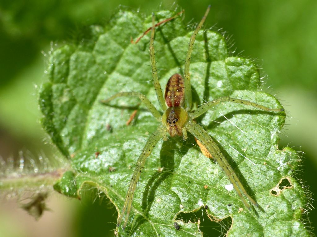 Dolomedes plantarius?   - Magenta (MI)